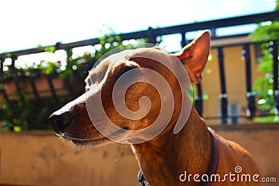 Young specimen puppy dog â€‹â€‹breed. pet in the terrace of the house where he lives proud. female zwerg pinscher red or brown Stock Photo